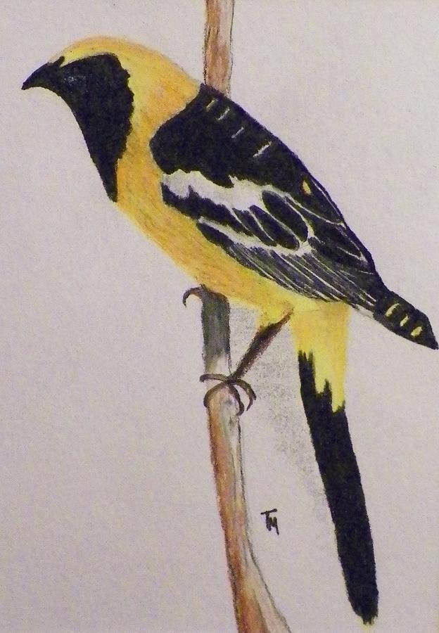 Oriole Painting by Teri Merrill