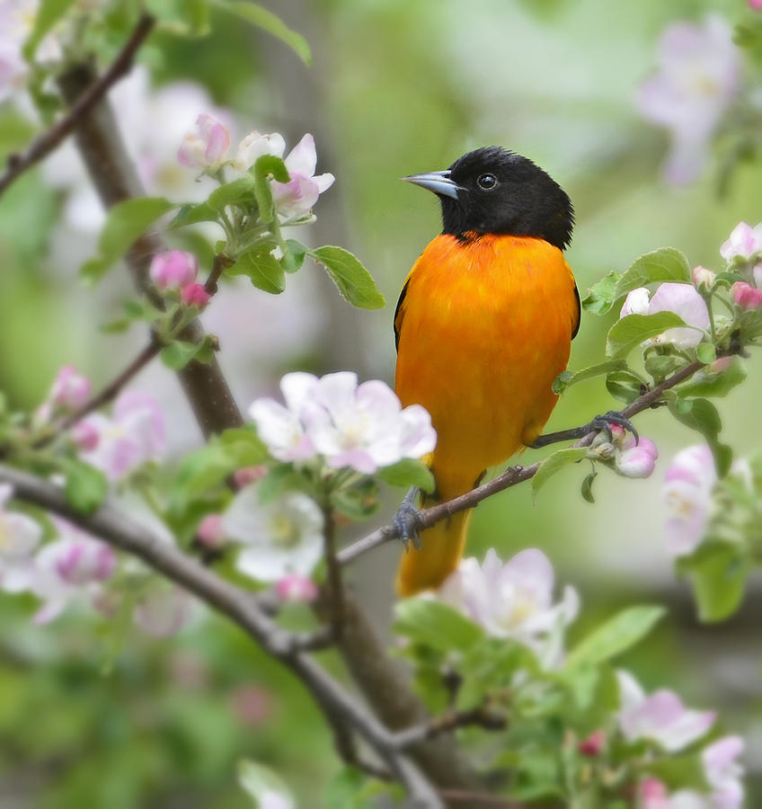 Oriole with Apple Blossoms Photograph by Claudio Bacinello