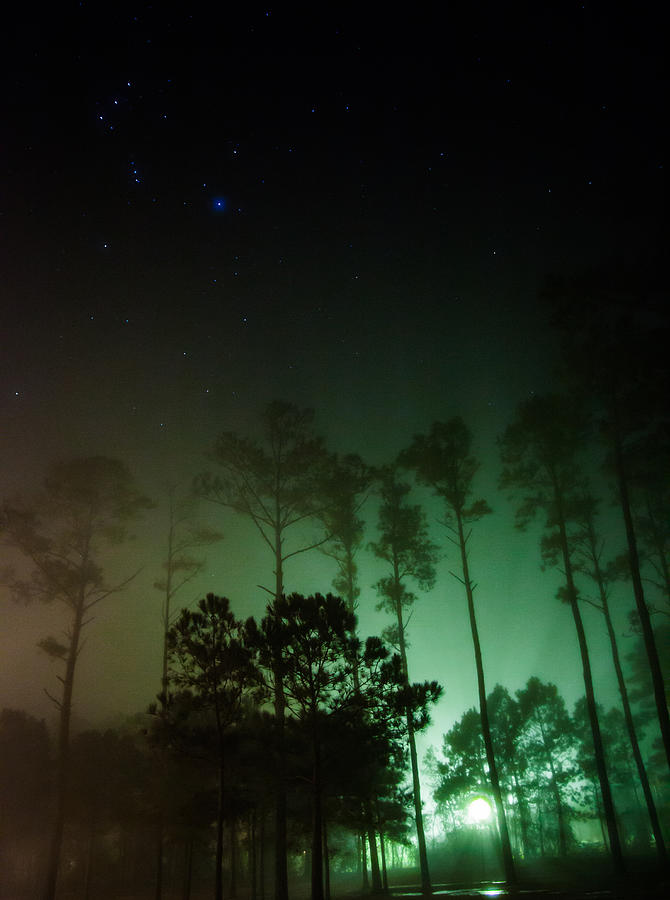 Orion Over The Emerald Wood Photograph
