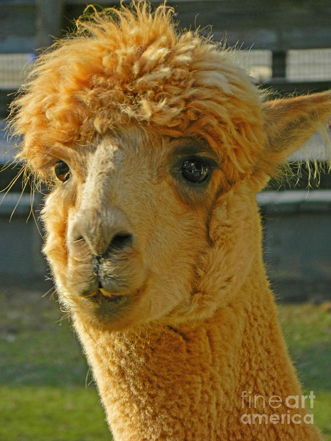 Orion The Alpaca Photograph by Emmy Vickers