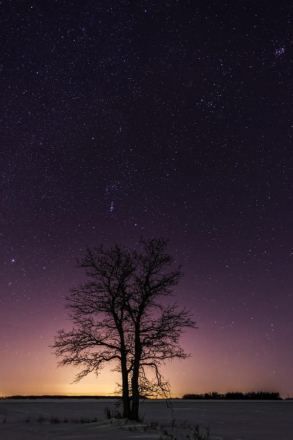Orion tree Photograph by Nebojsa Novakovic