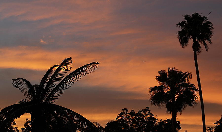 Orlando Sunset Photograph by Adnan Elkamash