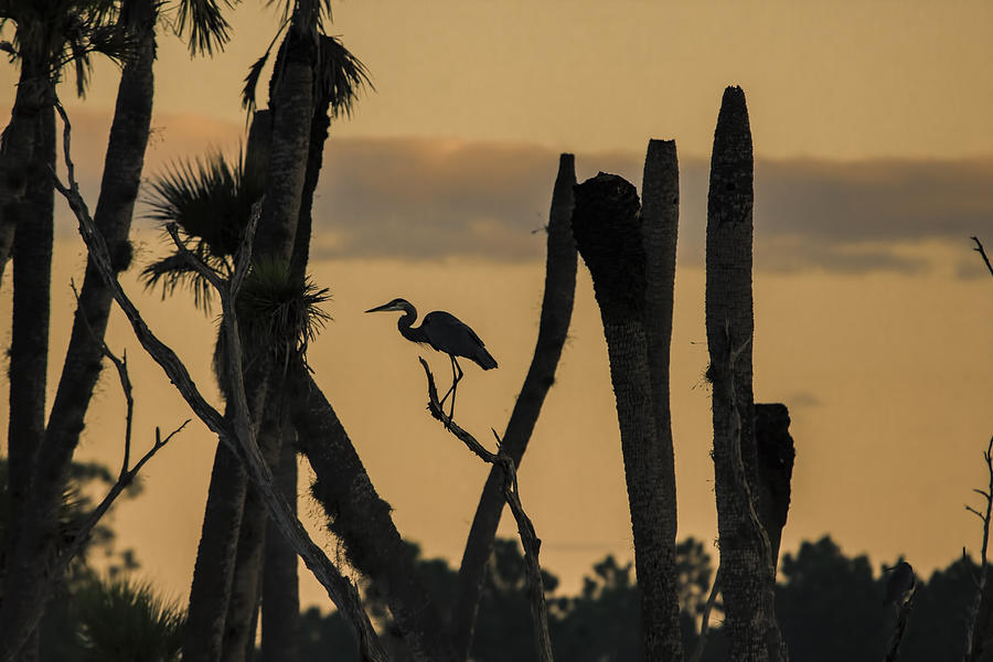 Orlando Wetlands Sunrise Photograph by Dorothy Cunningham