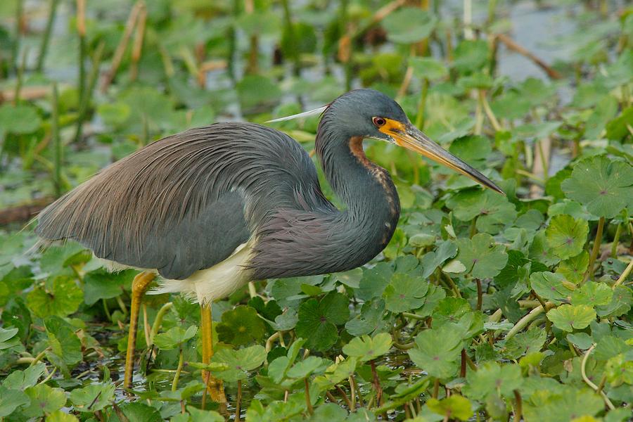 Orlando Wetlands Tri-Colored Heron Photograph by Art Spearing - Fine ...