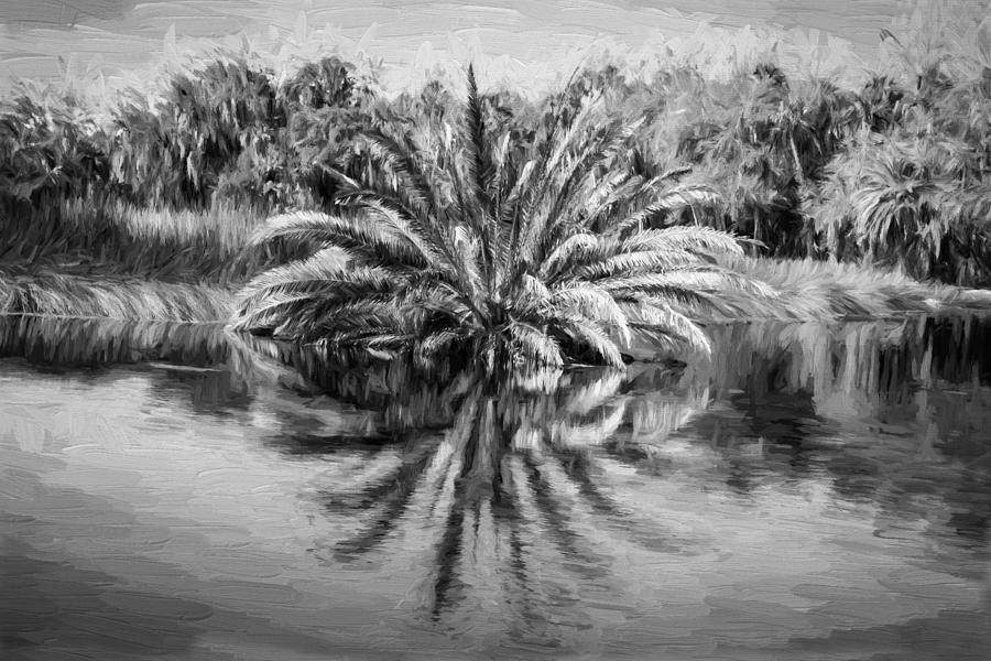 Nature Photograph - Ormond Scenic Loop Florida Palm Tree Painted BW by Rich Franco