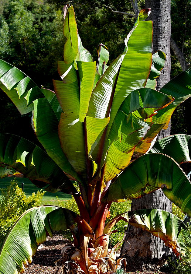 Ornamental Banana Plant Photograph by Michele Myers