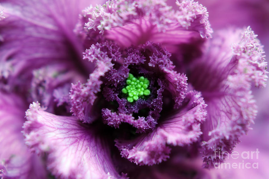 Ornamental Cabbage Photograph by Charline Xia