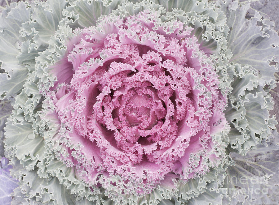 Ornamental Cabbage In Lingerie Photograph by Barbara McMahon