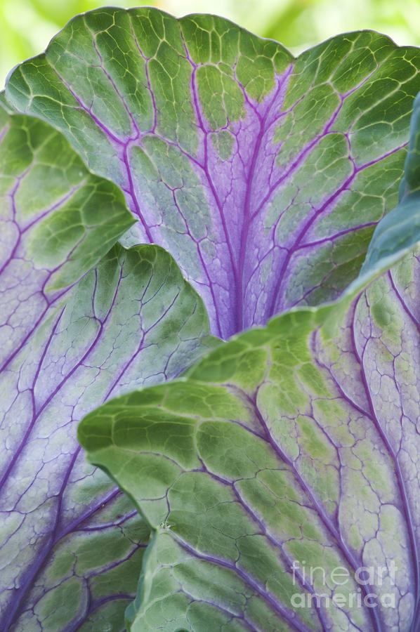 Ornamental Cabbage Leaves Photograph by Tim Gainey