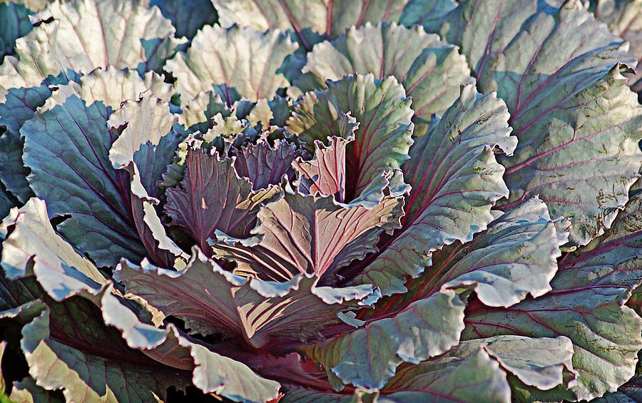 Ornamental Cabbage Photograph by Linda Brown