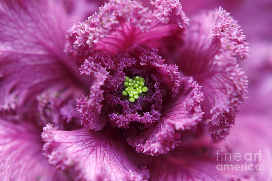 Ornamental Cabbage Magenta Photograph by Charline Xia