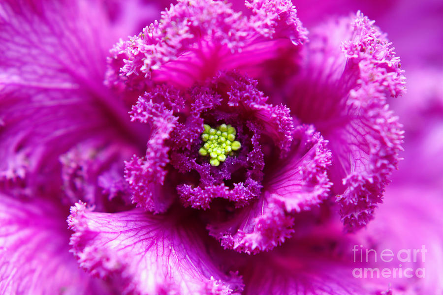 Ornamental Cabbage Neon Photograph by Charline Xia