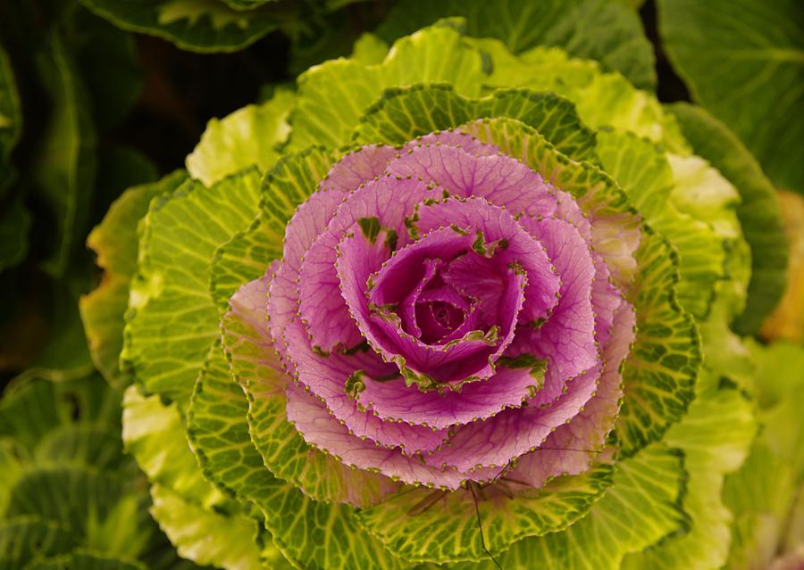 Cabbage Flower Photograph by Rob Johnston