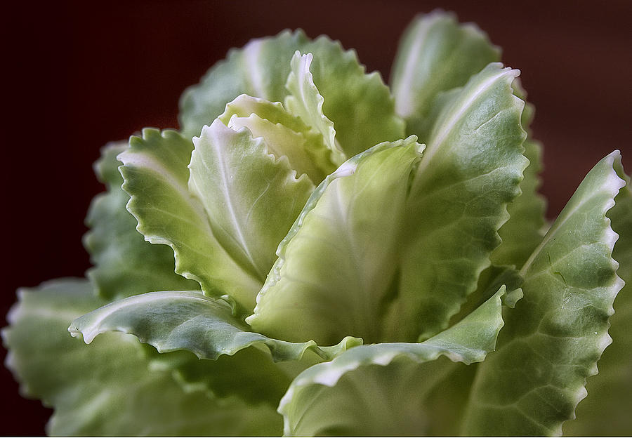Ornamental Cabbage Photograph by Shirley Mitchell