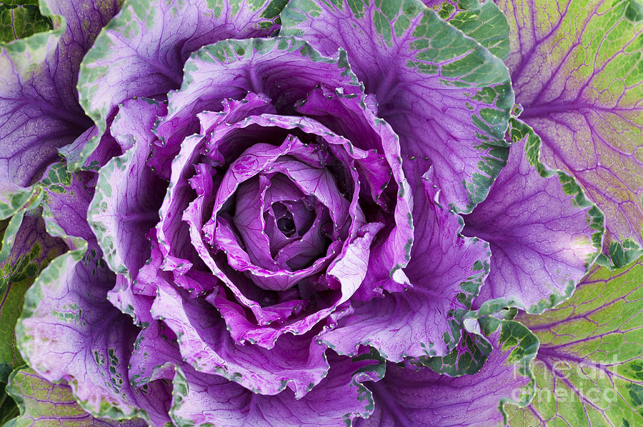 Vegetable Photograph - Ornamental Cabbage by Tim Gainey