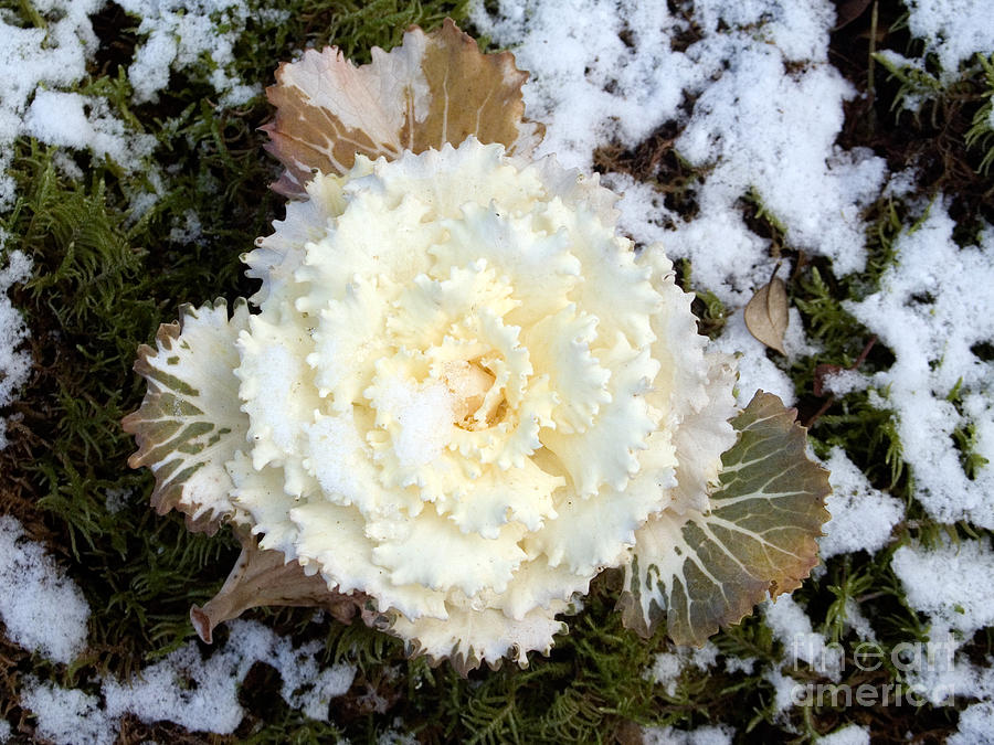 Ornamental Cabbage Photograph by Tim Holt