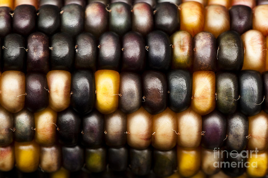 Up Movie Photograph - Ornamental Corn by Anne Gilbert