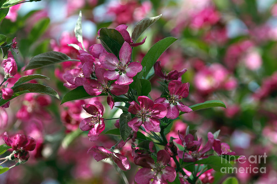 Ornamental Crabapple Blossoms Photograph by Sharon Talson