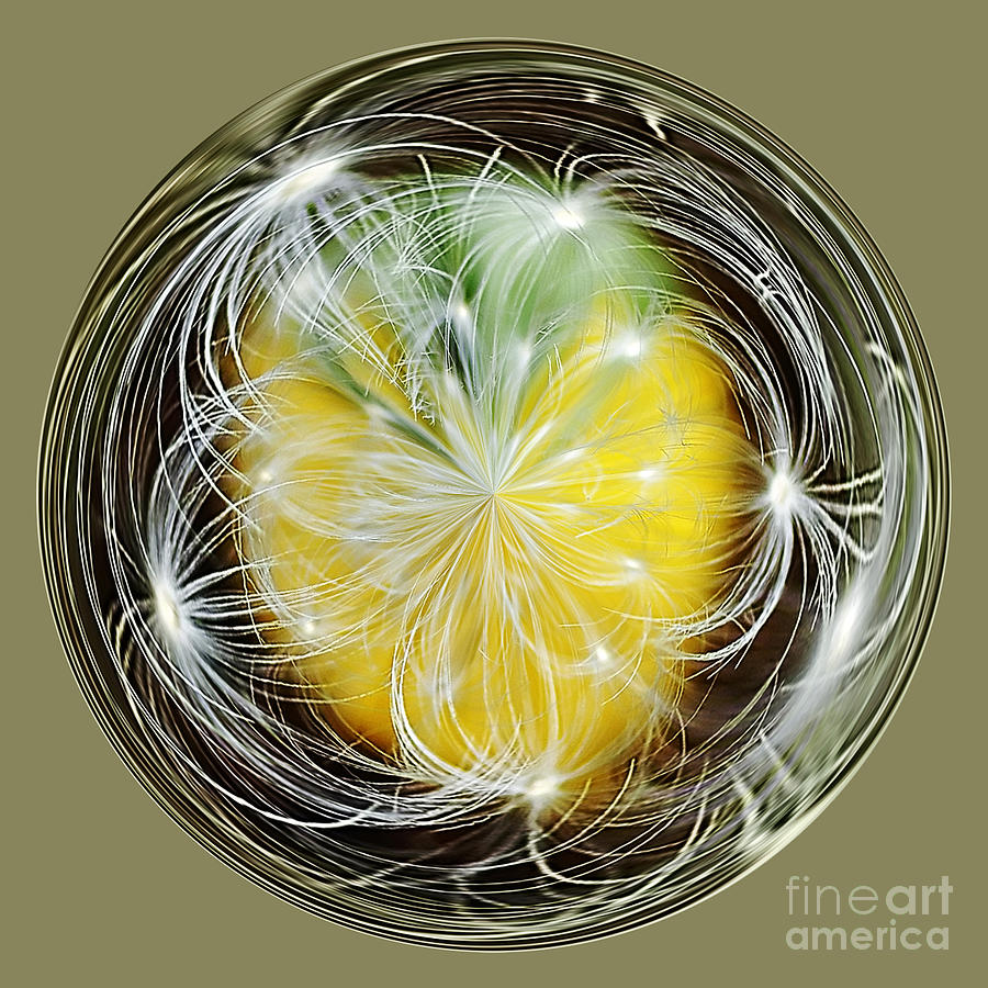 Ball Photograph - Ornamental Dandelion 2 by Kaye Menner