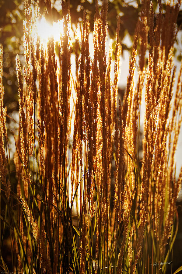 Ornamental Golden Grass Photograph by Mick Anderson