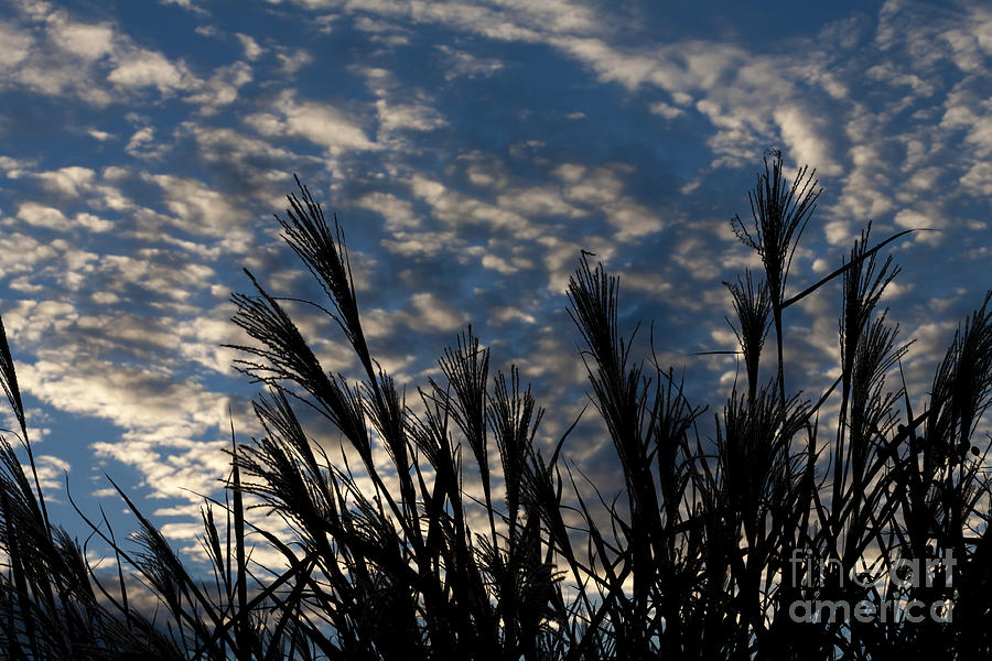 Sunset Photograph - Ornamental Grass Against Twilight Sky by William Kuta
