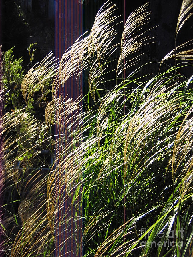 Grass Photograph - Ornamental Grass by D L Gerring