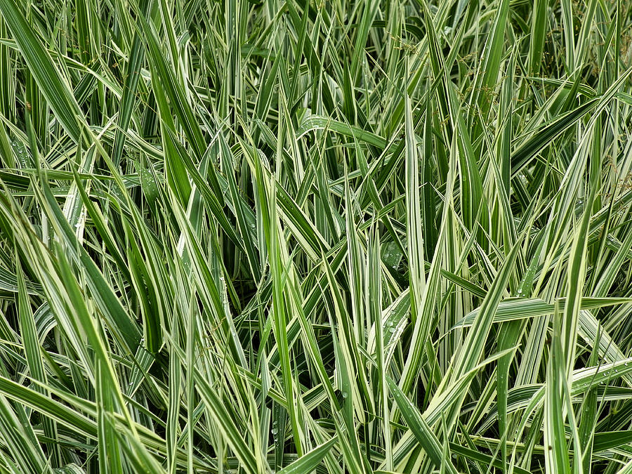 Ornamental Grass Photograph by Gene Cyr