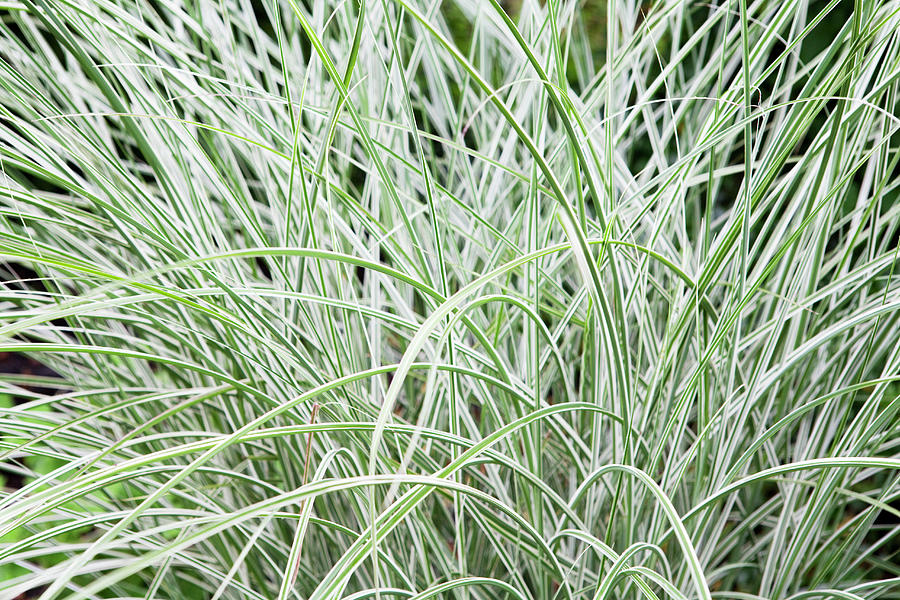 Ornamental Grass Plant Photograph By James French,Red Wine Types