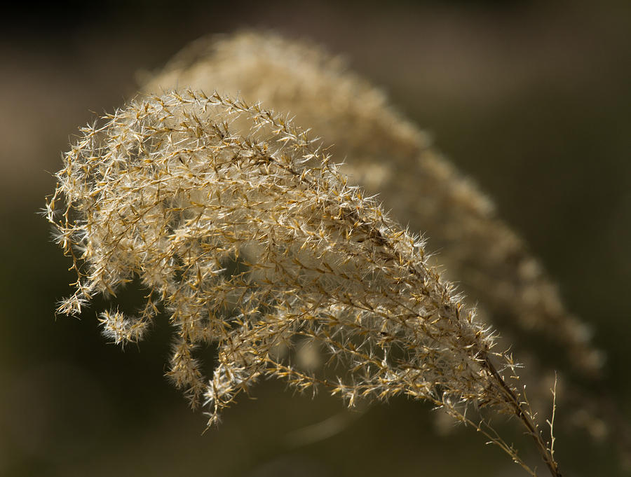 Ornamental Grass Photograph by Roger Mullenhour