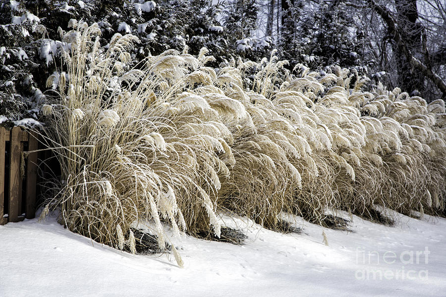 Ornamental Grass Photograph by Timothy Hacker