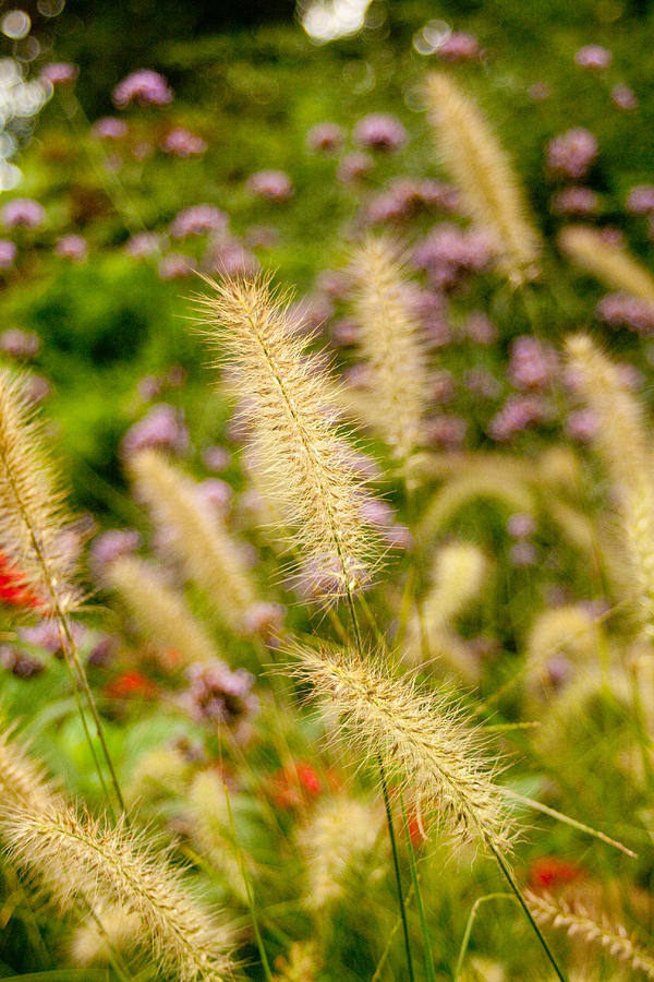 Ornamental Grasses Photograph by Kristia Adams