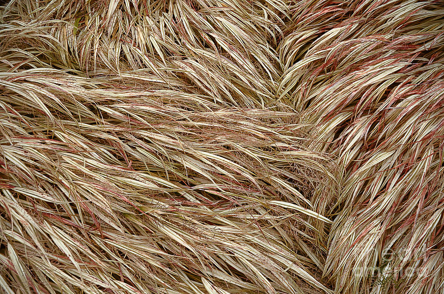 Ornamental Grasses Photograph by Norma Warden