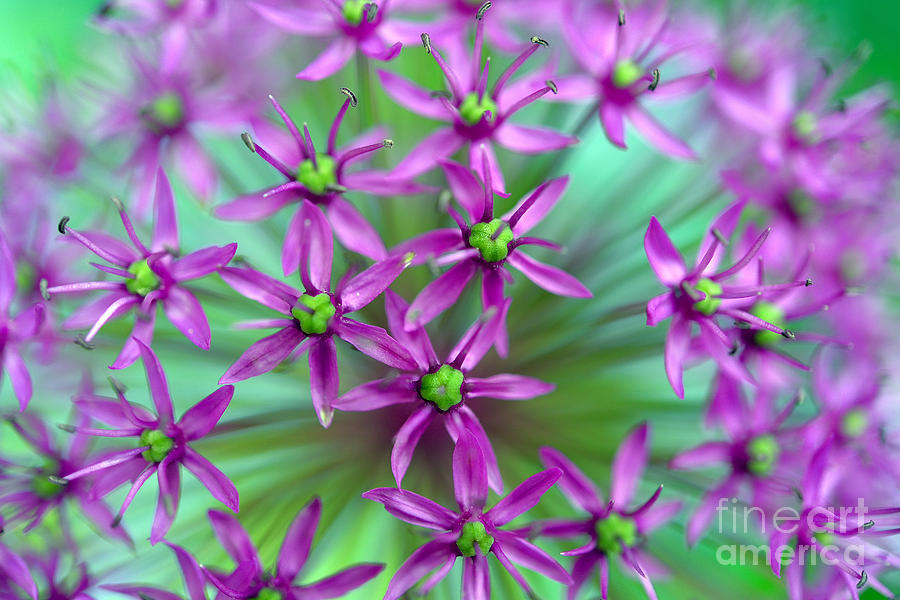 Flower Photograph - Ornamental Onion - Purple Sensation by Terry Elniski