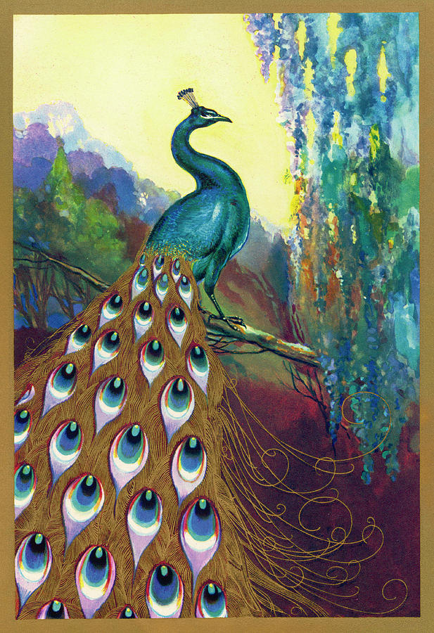 Ornamental Peacock (pavo Cristatus) Drawing by Mary Evans Picture ...