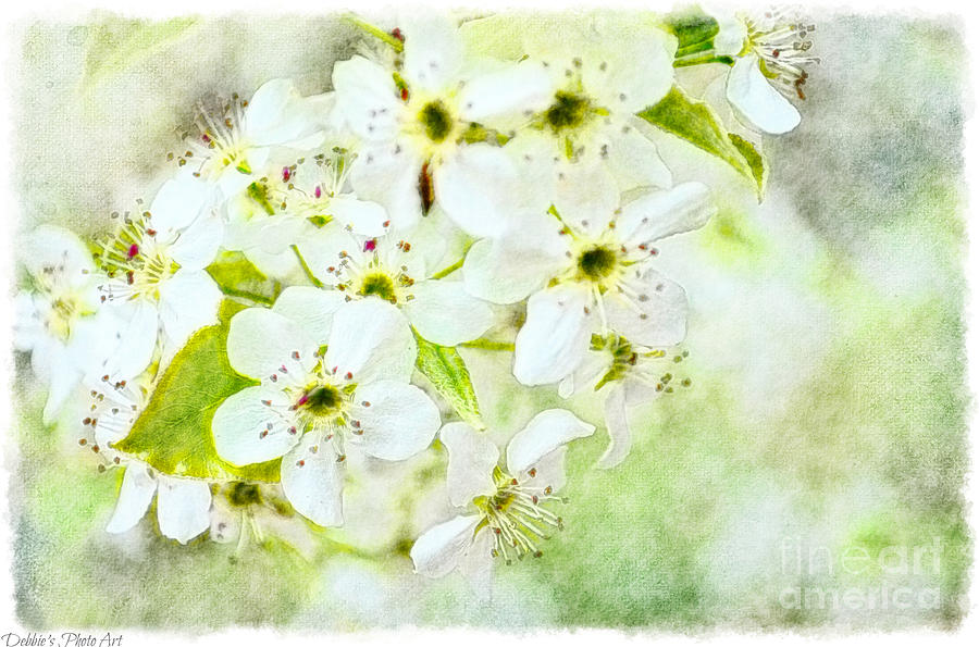 Ornamental Pear Blossoms - Digital Paint II  Photograph by Debbie Portwood