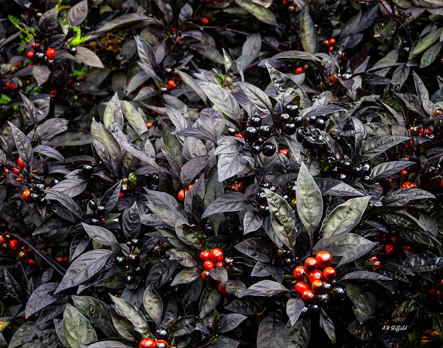 Nature Photograph - Ornamental Pepper Black Pearl by Allen Sheffield