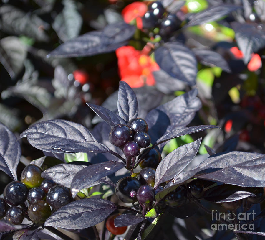 Ornamental peppers Photograph by Luther Fine Art