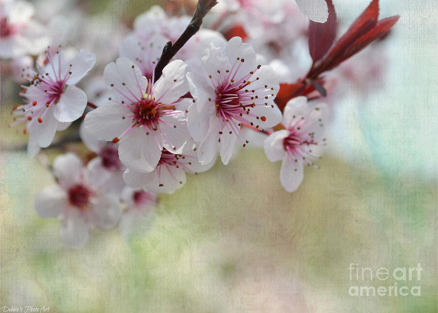 Ornamental Plum Blooms with texture Photograph by Debbie Portwood