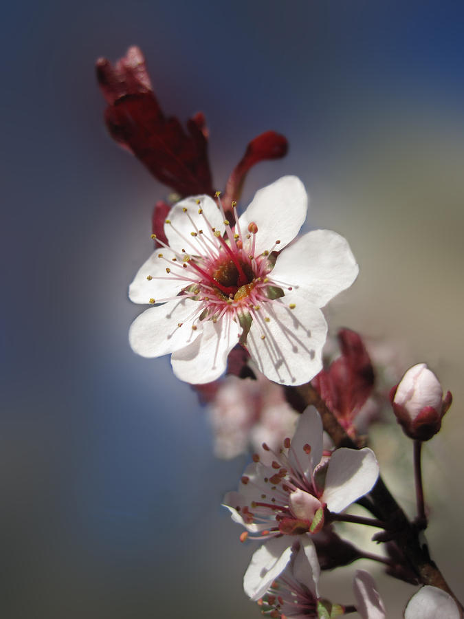 Ornamental Plum Blossom Photograph by Lara Ellis