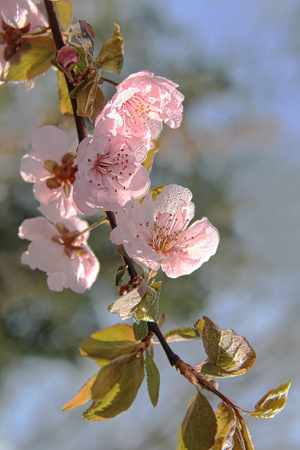 Ornamental Plum Tree Pink Flower Blossoms Photograph by Jennie Marie Schell