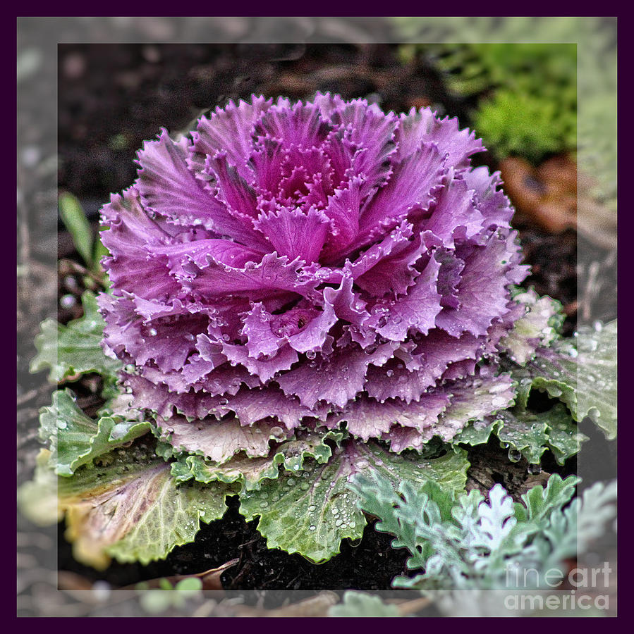 Ornamental Purple - Flower Art Photograph by Ella Kaye Dickey
