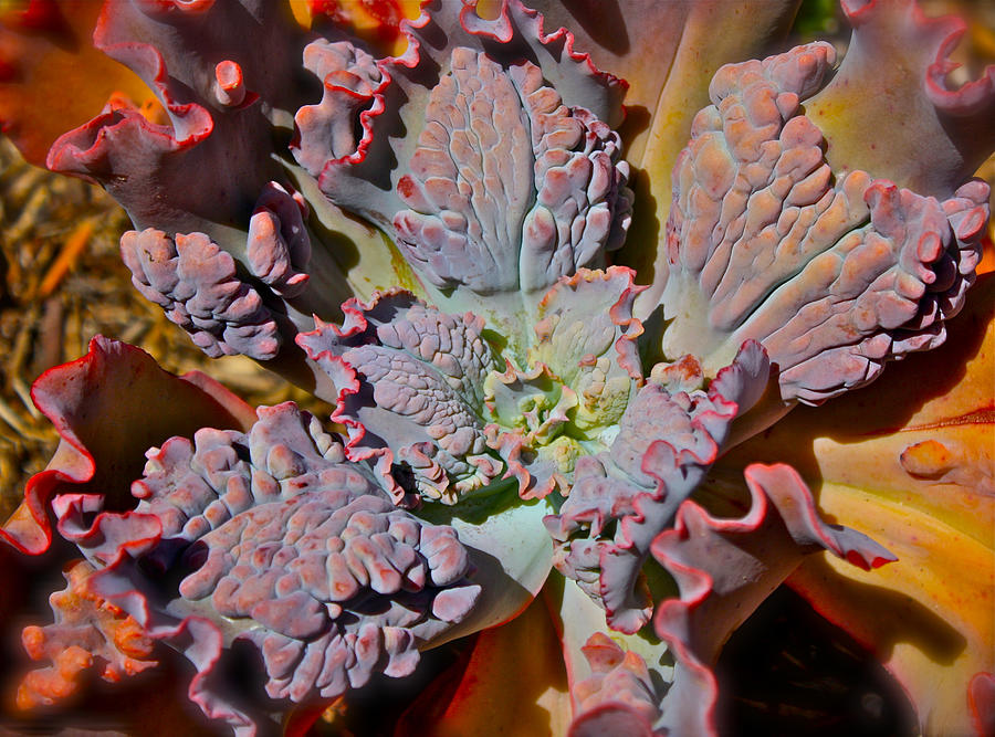 Echeveria Demogorgon Succulent Photograph by Venetia Featherstone-Witty