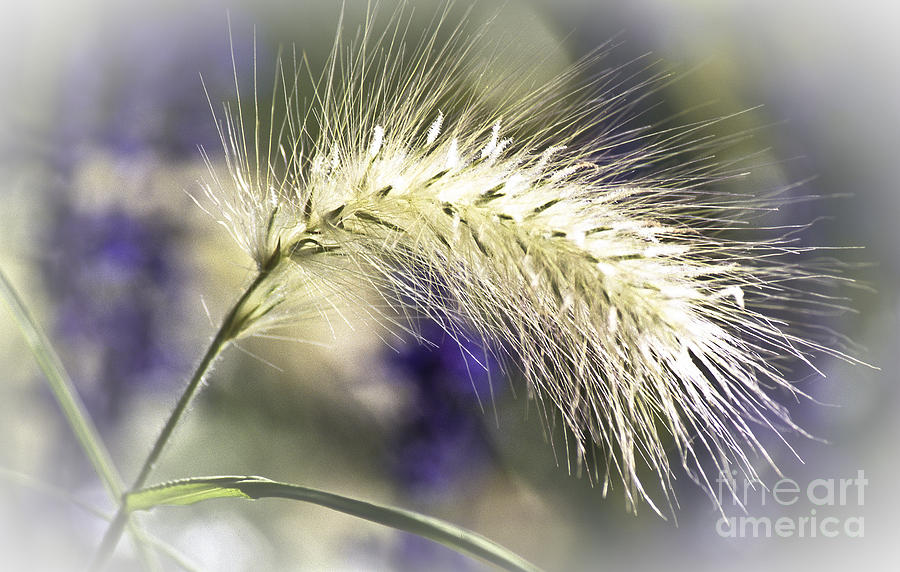 Ornamental Sweet Grass Photograph by Heiko Koehrer-Wagner