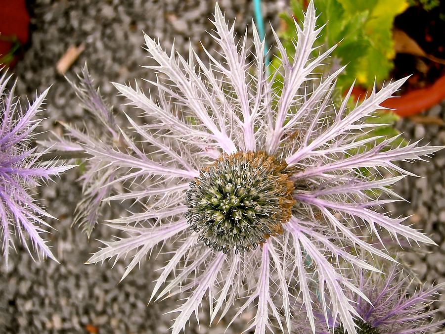 Ornamental Thistle Photograph by Stephanie Moore