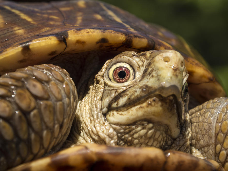 Ornate Box Turtle Close up Photograph by Jean Noren