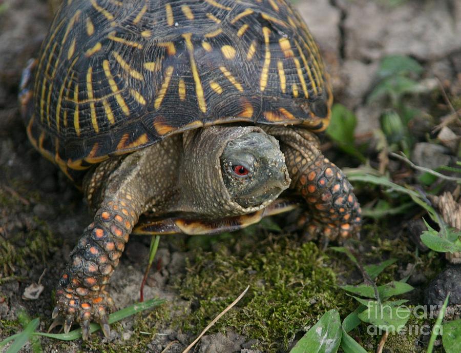 Ornate Box Turtle Photograph by Ronald Gater - Fine Art America