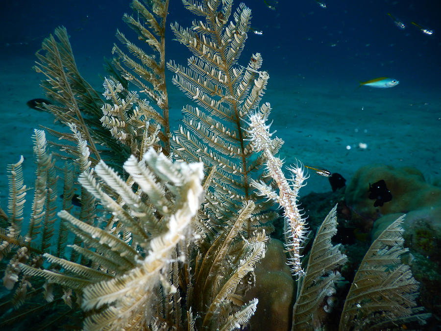 Ornate Ghost Pipefish Photograph by Carleton Ray