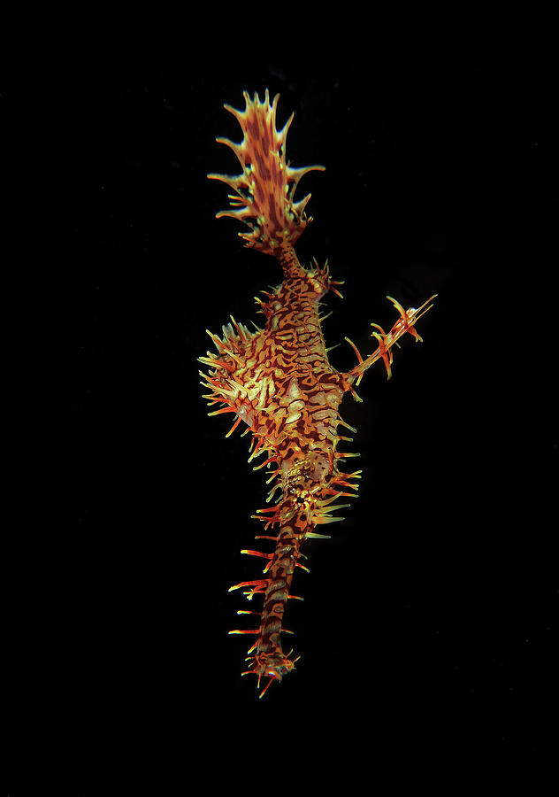 Ornate Ghost Pipefish Photograph by Photographed By Randi Ang