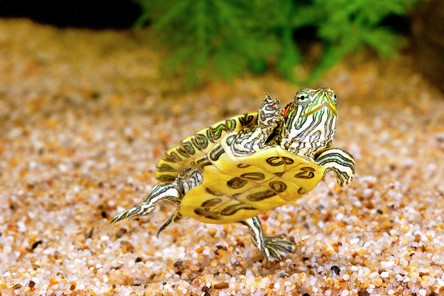 Ornate Red Ear Turtle, Chrysemys Photograph by David Northcott