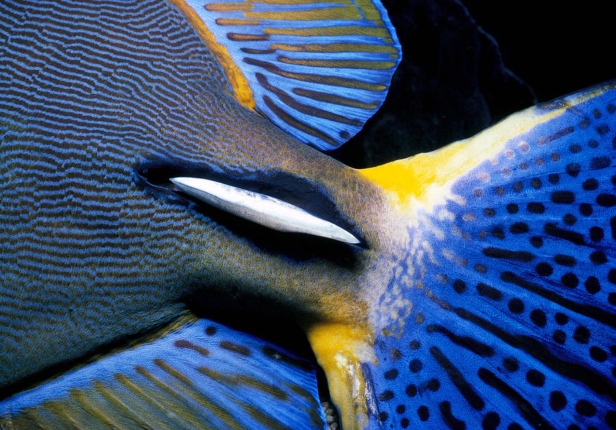 Ornate Surgeonfish Tail Photograph by Jeff Rotman